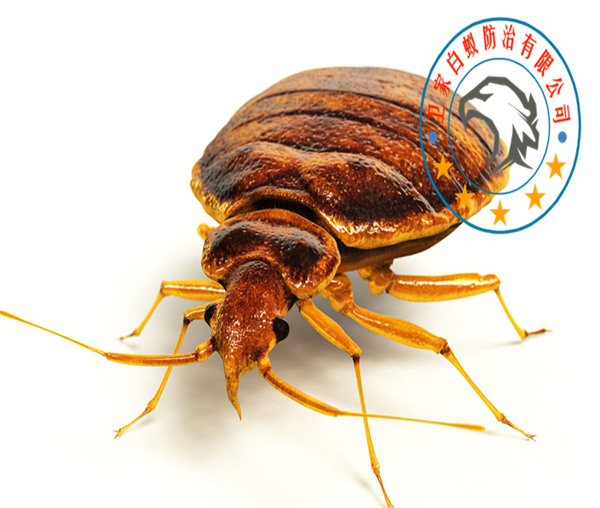 南海和顺杀虫公司-杀臭虫-和顺除虫灭跳蚤<您身边的虫害风险管理防控专家>